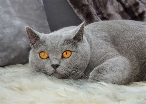 British Shorthair Cat Breed Detailed Information History Facts Food