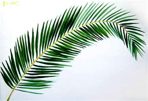 How to draw a leaf step by step? How to draw a Coconut Palm Tree