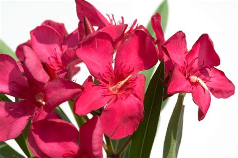 Nerium Oleander Stock Photo Download Image Now Flower Flower Head