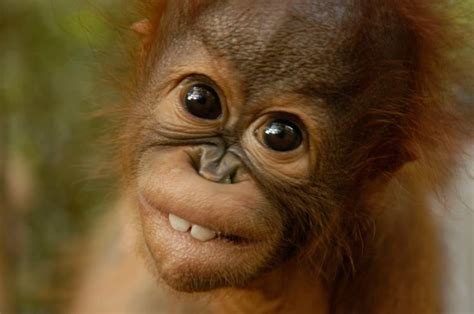 Goofy Baby Orangutang Baby Orangutan Animal Planet Animals