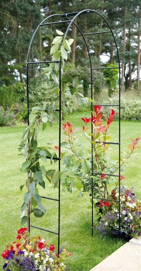 How to care for climbing rose bushes. Pin on rose bush trellis