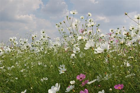Free Images Nature Blossom Sky White Field Meadow Prairie