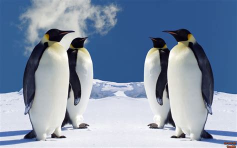 Cute Penguin Winter Animal Wallpapers Top Free Cute