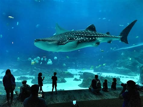Whale Shark At Atlantas Aquarium Marcelo Tabilo Flickr