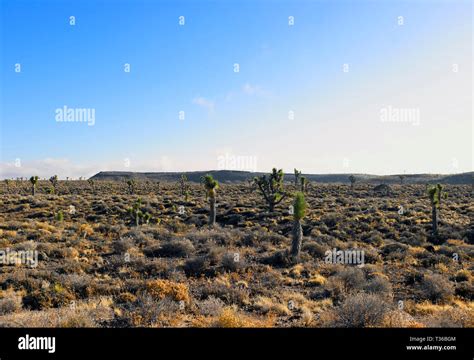 Southern Nevada Desert Hi Res Stock Photography And Images Alamy