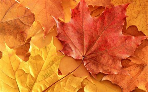 Maple Leaves Leaves Fall Hd Wallpapers Desktop And Mobile Images