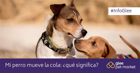 ¿por Qué El Perro Mueve La Cola Lo Que Tenés Que Saber Glee Pet Market