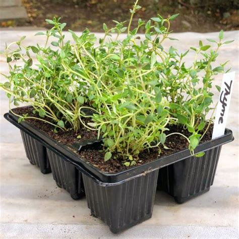 Thyme 6 Pack Herb Seedlings Buygrow Online Port Elizabeth Gq