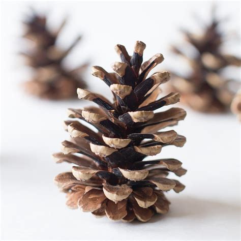 Pine Cones 75 Bulk Natural Untreated Sanitized Canada Etsy Pine