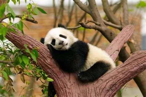 Intriguing Facts About Pandas Everyone Should Know
