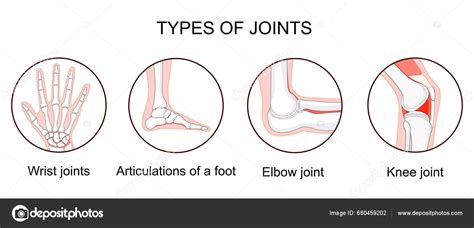 Types Joints Biomechanical Anatomical Classification Set Icons Human