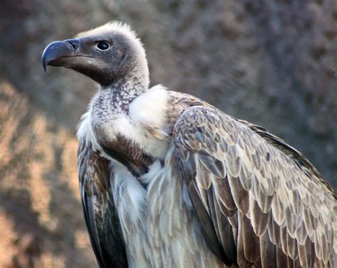 Vultures Facts And Info Pictures Videos And Much More About Vultures