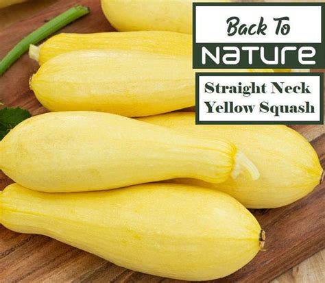 Straight Neck Yellow Squash Seeds Organic Non Gmo Etsy