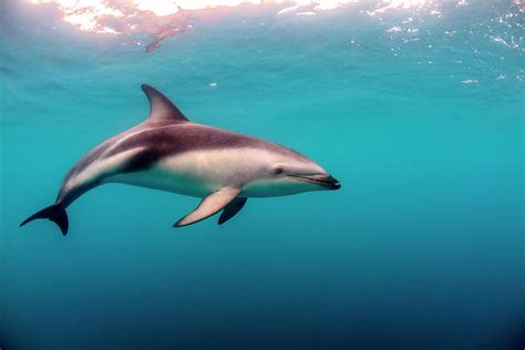 Dusky Dolphin Lagenorhynchus Obscurus Photograph By James White Pixels