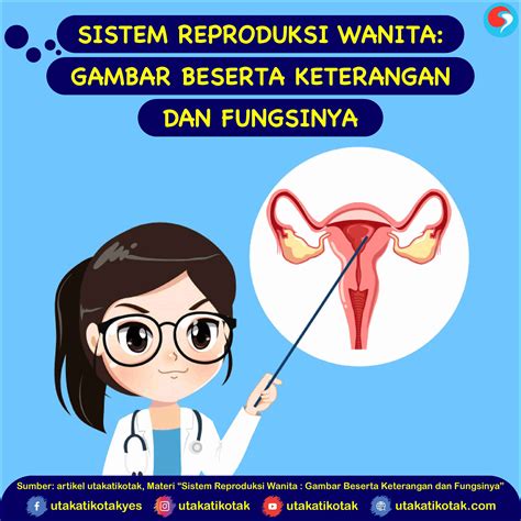 Gambar Organ Reproduksi Wanita Reproduksi Alat Fungsinya Tips Harian