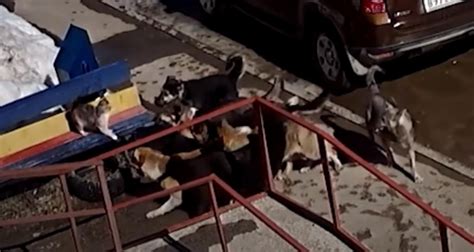 Gato Lucha Contra Jauría De Perros Y Sobrevive Gracias A Un Buen