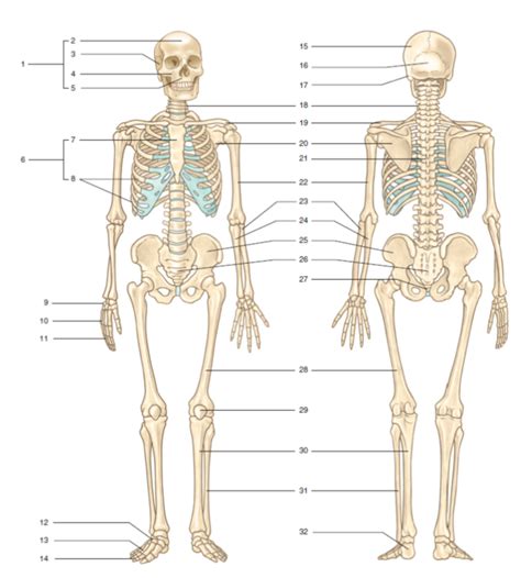 Skeletal Labeling Anterior And Posterior Diagram Quizlet
