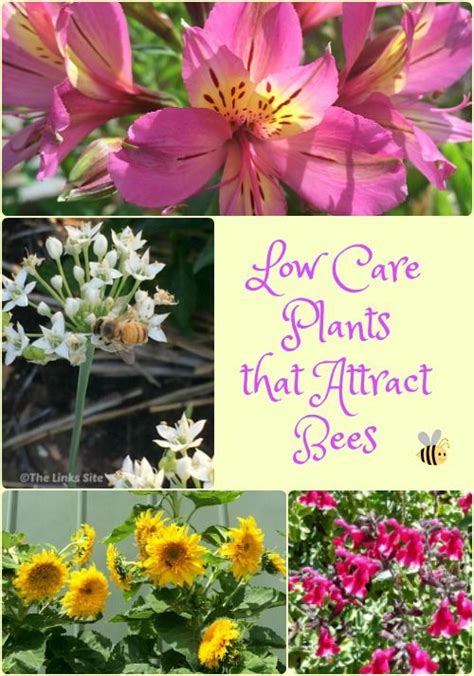Before you jump into buying or growing flowers for the bees, a word of caution is in order. Low Care Plants that Attract Bees - The Links Site | Bee ...