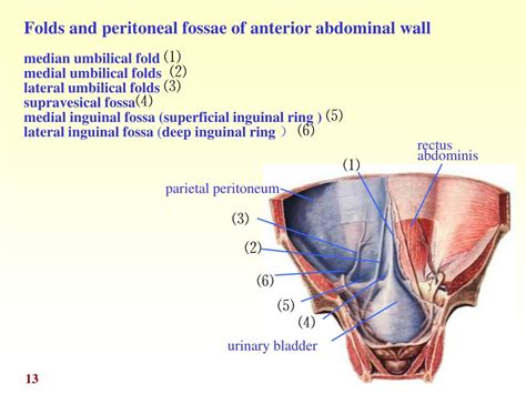 Ppt General Description Relationship Between The Abdominopelvic Viscera And Peritoneum