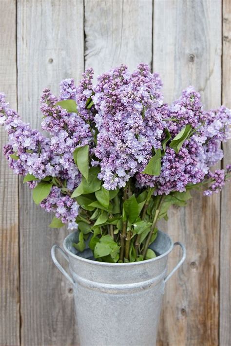 Pin By Pinner On Lilac Cottage Lilac Lilac Bouquet Wholesale Flowers