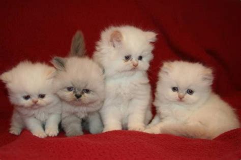 Baby My First Persian Kitten Type Of Persian Cats
