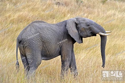 African Elephant Loxodonta Africana Young Bull Elephant Threatening