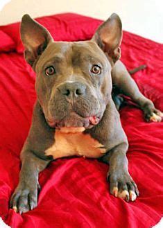 Adopt affectionate mystique a pit bull terrier mix for adoption in acworth, ga who needs a loving home. 1000+ images about French Bulldog mix on Pinterest ...