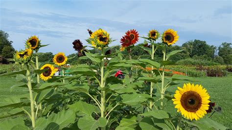 How To Grow Sunflowers From Seeds Indoors Trending Now