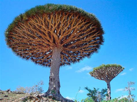 Magnificent And Weird Trees
