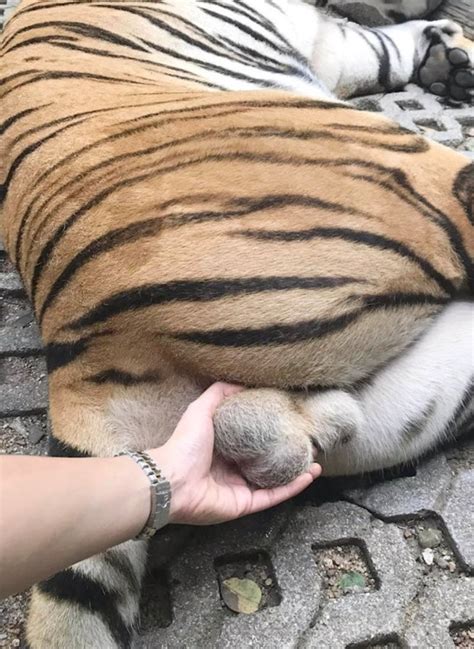 Tourist Criticized For Grabbing Tigers Testicles In Selfie Video