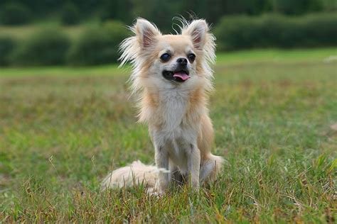 Chihuahua Dog Breed Profile Size Lifespan Shedding Facts