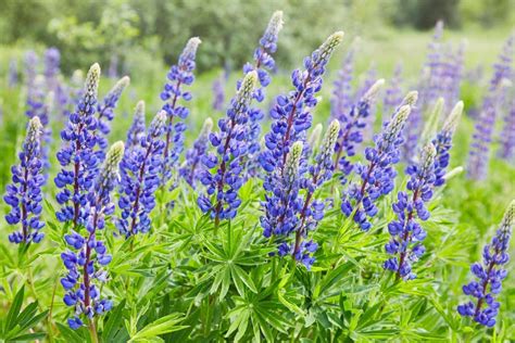 Violet Lupines Flowering In The Meadow Stock Photo Image Of Forest