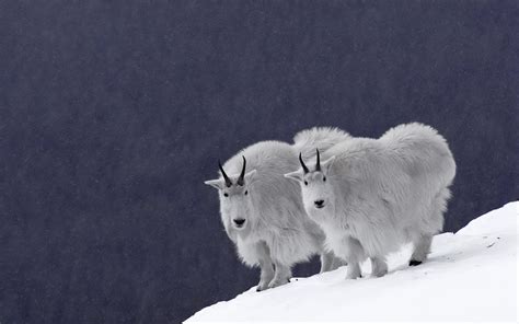 Animal Mountain Goat Hd Wallpaper