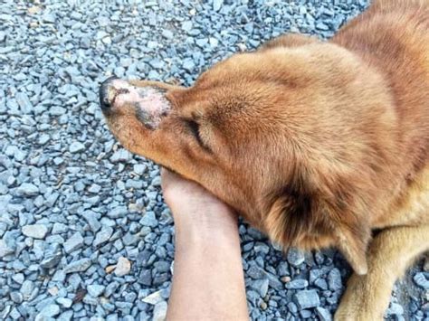 8 Common Autoimmune Diseases In Dogs With Pictures Ruffeodrive