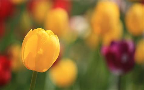 Tulips Spring Flowers Focus Bokeh Close Up Hd Desktop