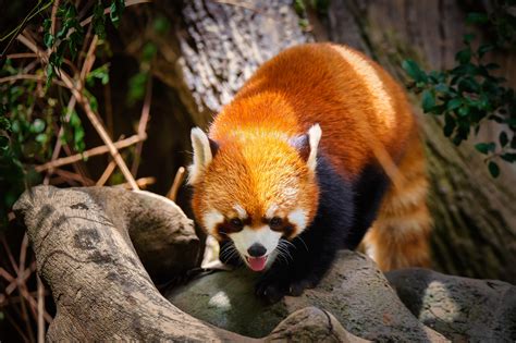 Red Panda At The San Diego Zoo Rsandiegophotography