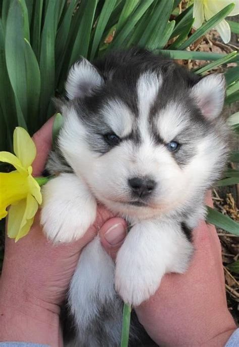We are looking for a home for this beautiful husky puppy. Siberian Husky Puppies For Sale | Houston, TX #107158
