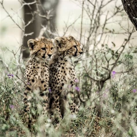 Premium Photo Cub Cheetahs In Serengeti National Park