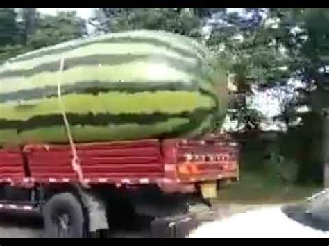 World S Biggest Watermelon Youtube