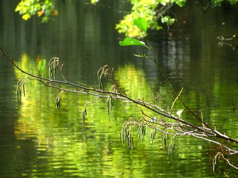 Free Images Landscape Tree Water Nature Forest Swamp Branch