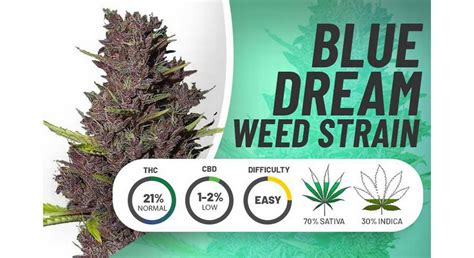 Blue Dream Strain Information Effects Uses And Reviews
