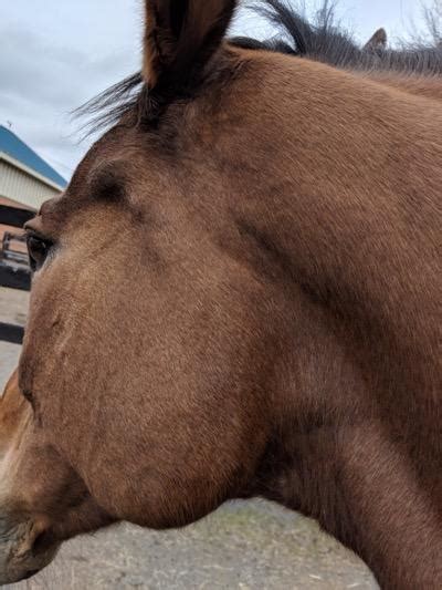 Swollen Glands In Horses Pro Equine Grooms