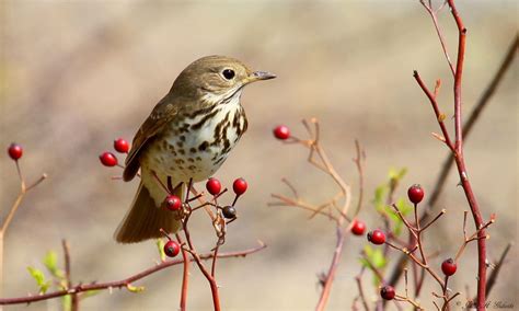 Natures Splendor Beautiful Spring Bird Sightings