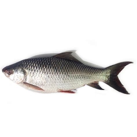 Kala Rohu Fish Mid East Farms