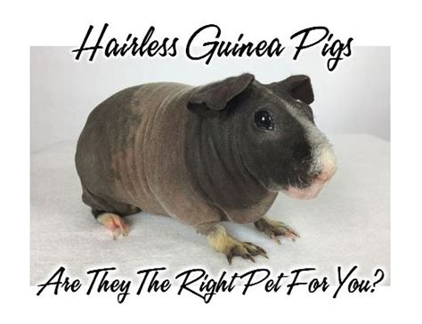 Hairless Guinea Pigs Review Are They The Right Pet For You
