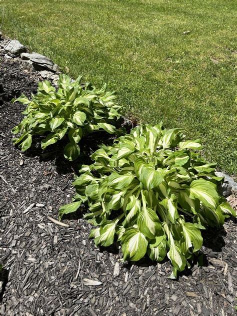 My Love For Hosta Plants Began When We Moved Into Our Home There Were