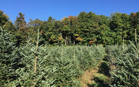Serbian Spruce Christmas Tree Farmers Association Of New York