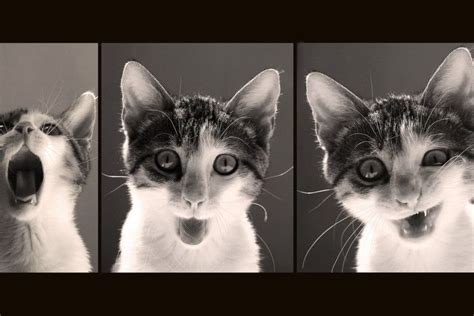 Funny Cats Wallpapers ·① Wallpapertag