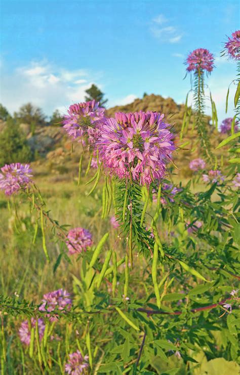 8 Kinds Of Pink Wildflowers In Colorado Wpics Nature Blog Network
