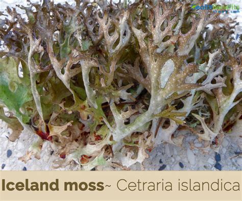 Iceland Moss Facts And Health Benefits